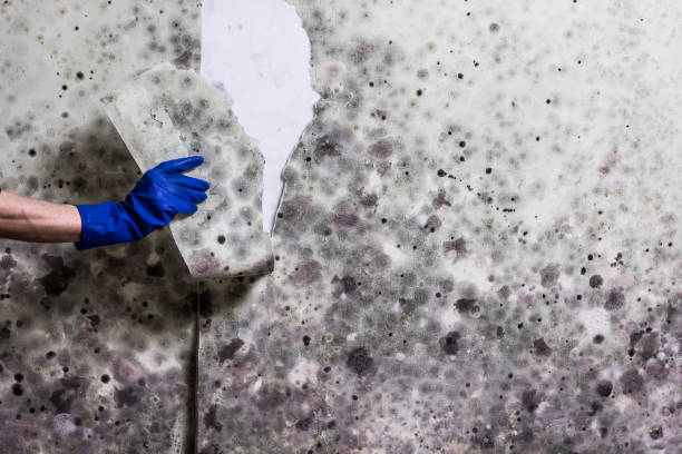 Trusted Catalina Foothills, AZ Mold Remediation Experts